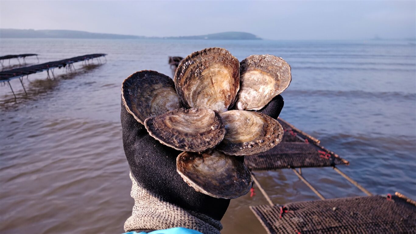 Bunch of Natives Atlantic Edge Oysters